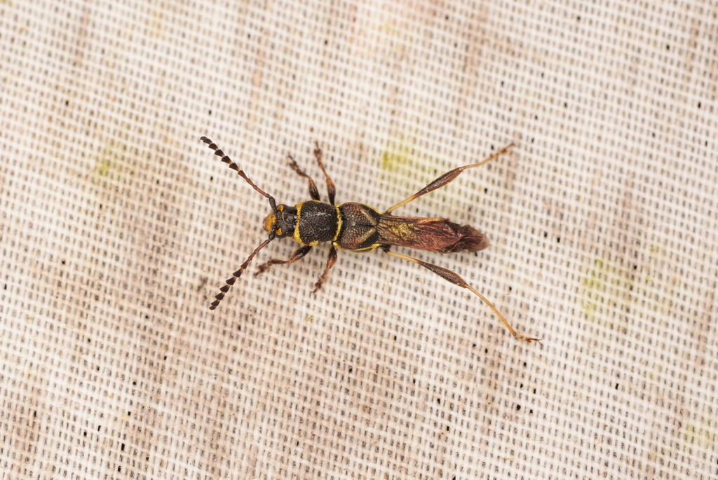 Tomopterus grossefoveolatus