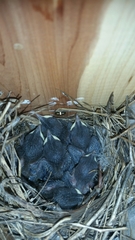 Troglodytes aedon parkmanii