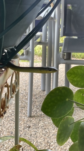 Common Tree Snake sighting