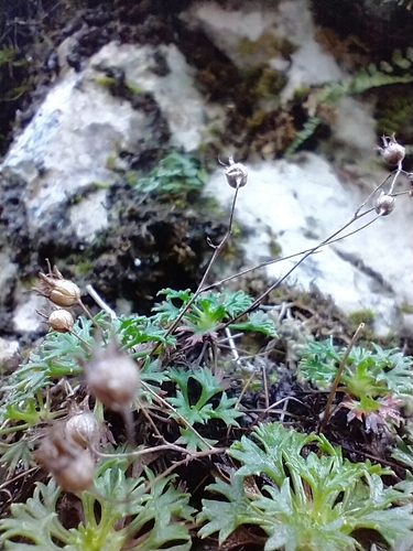 Stag's-horn Saxifrage (Saxifraga trifurcata)