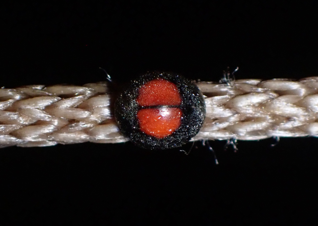 Menoscelis cordata
