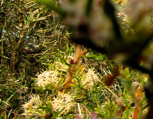 Image of Hakea lissocarpha by (c) A.J. Anderson, some rights reserved (CC BY)