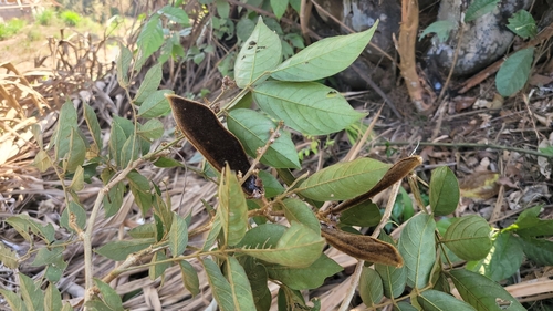 Platysepalum hirsutum