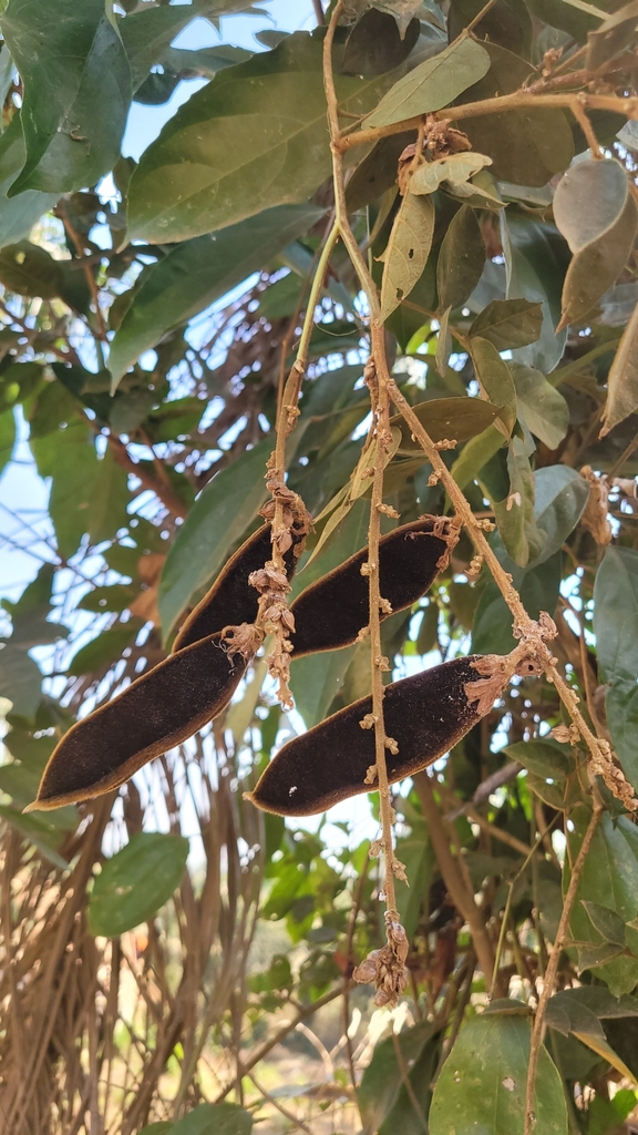 Platysepalum