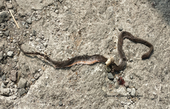 Gongylosoma baliodeira