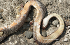 Gongylosoma baliodeira
