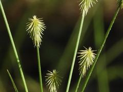 Cyperus plukenetii