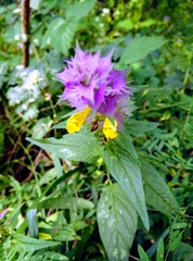 Melampyrum