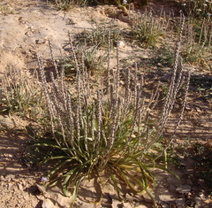 Plantago cylindrica