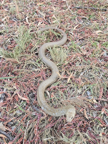 Eastern Brown Snake sighting