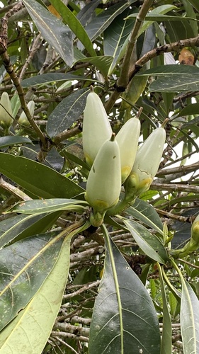 Fagraea auriculata observed 2024-12-04