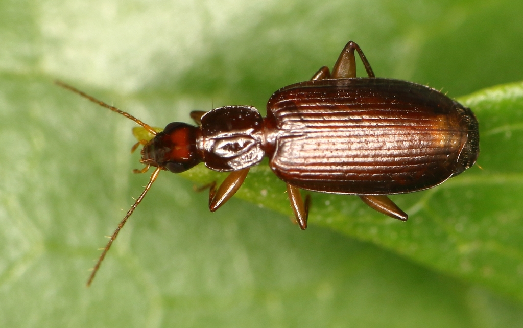 Coptoptera apicalis
