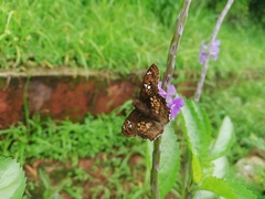 Caprona ransonnettii