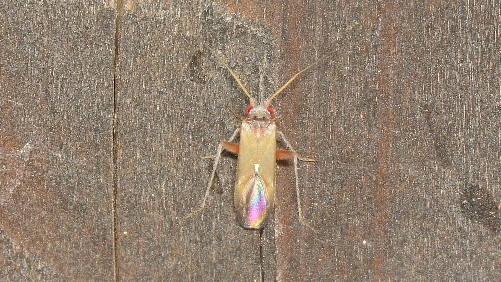 Nasocoris psyche