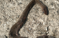 Gongylosoma baliodeira
