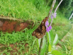 Caprona ransonnettii