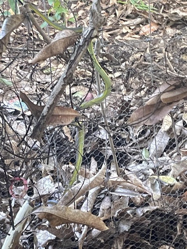 Common Tree Snake sighting