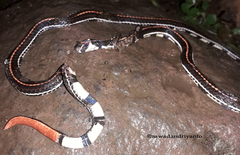 Calliophis intestinalis