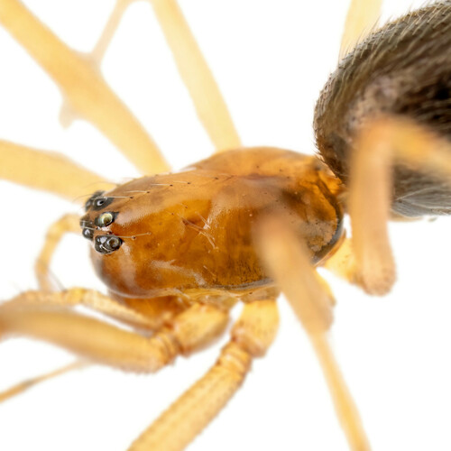 Helophora insignis