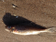 Gymnocephalus cernua