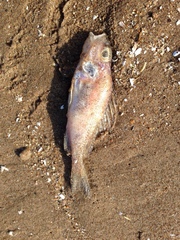 Gymnocephalus cernua