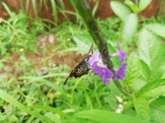 Caprona ransonnettii