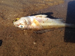 Gymnocephalus cernua