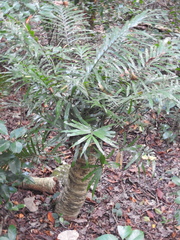Cycas rumphii