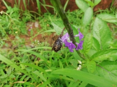Caprona ransonnettii