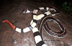Calliophis intestinalis