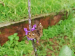 Caprona ransonnettii