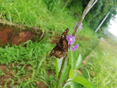 Caprona ransonnettii