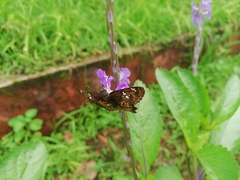 Caprona ransonnettii