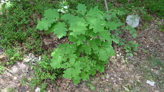 Quercus rubra
