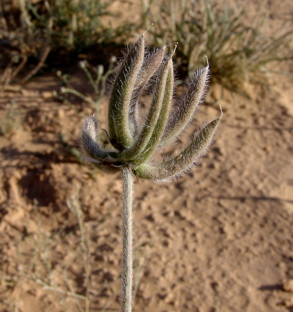 Astragalus schimperi