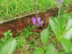 Caprona ransonnettii