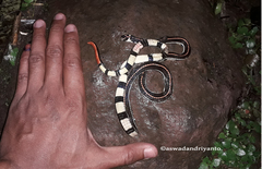 Calliophis intestinalis