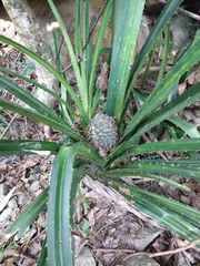 Pandanus austrosinensis, photograph author not stated, no rights reserved