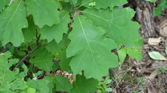 Quercus rubra