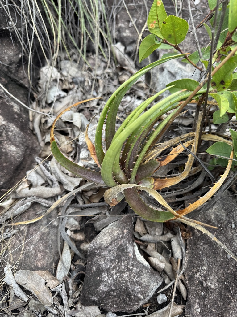 Dyckia tankiorum