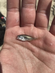 Cynoscion regalis