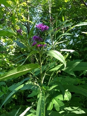 Vernonia