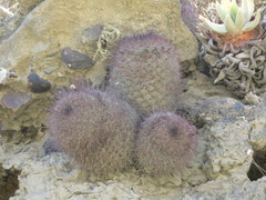 Mammillaria blossfeldiana