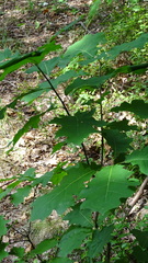 Quercus rubra