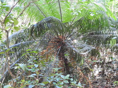 Cycas rumphii