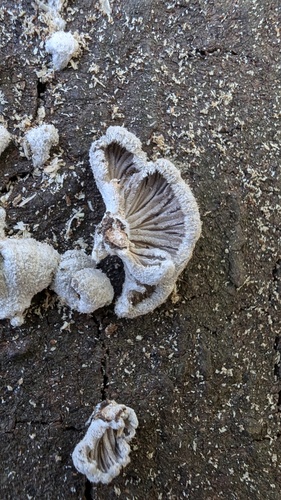 Schizophyllum commune