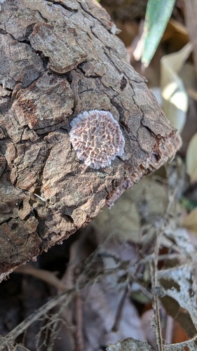 Trichaptum abietinum