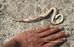 Gongylosoma baliodeira