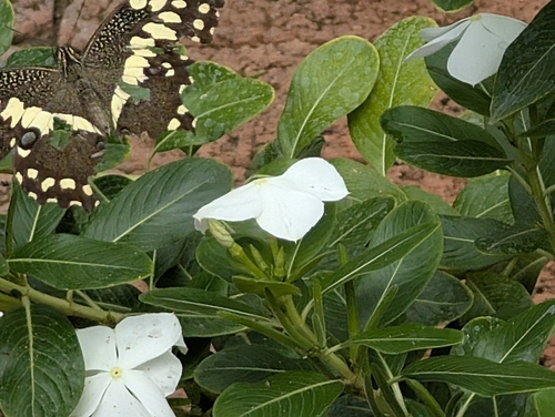 Photo of Citrus Swallowtail (Papilio demodocus)