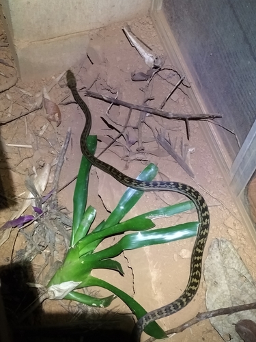 Australian Scrub Python sighting